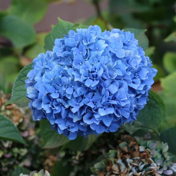 national PLANT NETWORK 2 Gal. Hydrangea Nikko Blue Shrub