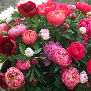 Peony Mixed Variety Roots (6-Pack)