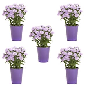 1 Qt. Purple Aster Perennial Plant (5-Pack)