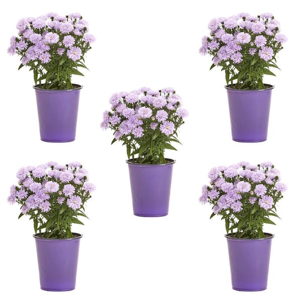 METROLINA GREENHOUSES 1 Qt. Purple Aster Perennial Plant (5-Pack)