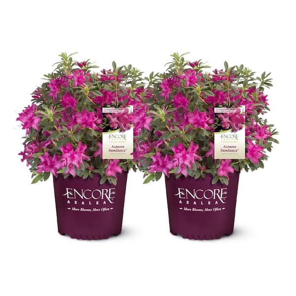 ENCORE AZALEA 1 Gal. Autumn Sundance Azalea Shrub with Unique Vibrant Pink Blooms (2-pack)