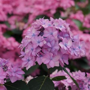Proven Winners 2023 Flowering Shrub Of The Year Hydrangea Let's Dance Can Do! 4.5 in. x 5 in. Pot