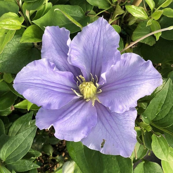 Wekiva Foliage Clematis Will Goodwin - 4 Live Plants in 3.5 in. Growers Pots - Bold and Beautiful Starter Flowering Vine