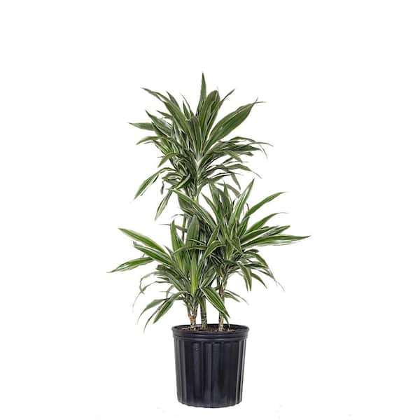 10 in. Dracaena Warneckii Plant in Grower Pot