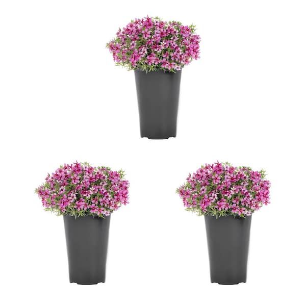 METROLINA GREENHOUSES 2 qt. Creeping Phlox Subulata Goldiphlox Pink Perennial Plant (3-Pack)