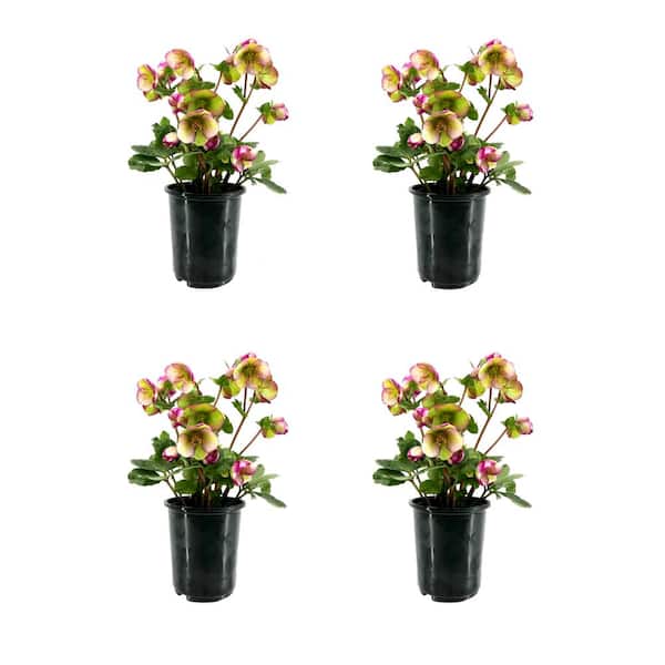 FROSTKISS 2.5 qt. Glenda's Gloss Hellebore Perennial Plant with White and Pink Flowers (4-Pack)