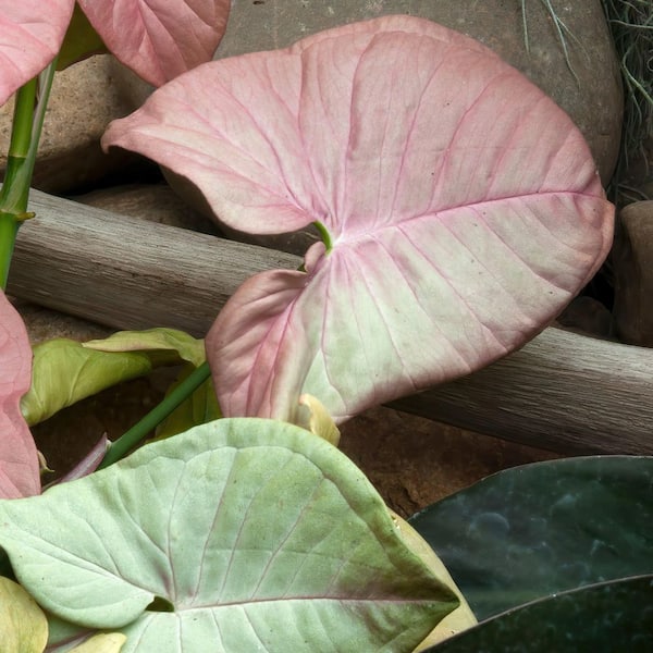 national PLANT NETWORK Neon Robusta Arrowhead Plant (Syngonium) in