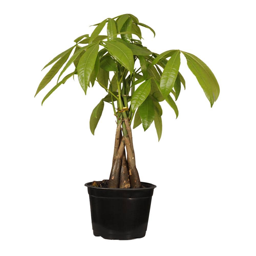 United Nursery Pachira Braid, Money Tree in 6 in. Grower