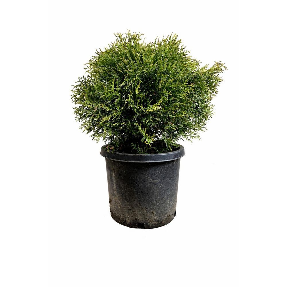 5 Gal. Little Giant Arborvitae with Small Globe-Shaped Evergreen Foliage price history on PriceWatchPro