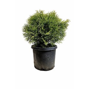 5 Gal. Little Giant Arborvitae with Small Globe-Shaped Evergreen Foliage