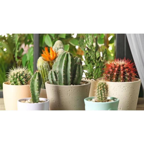 Pure Beauty Farms 1 38 Pt Cactus Plant In 4 In Ceramic Pot Dc4cactusceramic1 The Home Depot