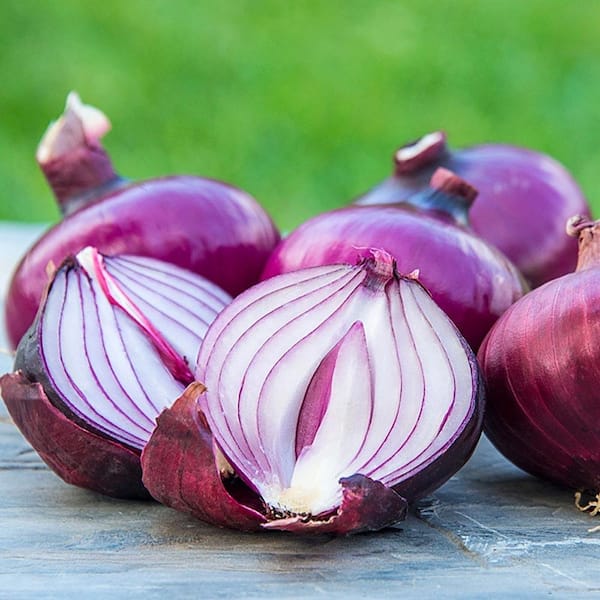 Gurney's Red Candy Apple Onion Plants Live Bareroot Vegetable Plants (2 Bunches)