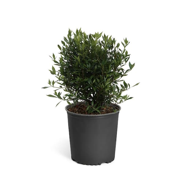 3 Gal. Flowering Frost Proof Gardenia with White Blooms