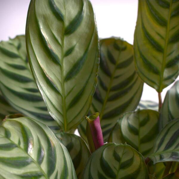 dracena angolensis Dracaena angolensis Straight