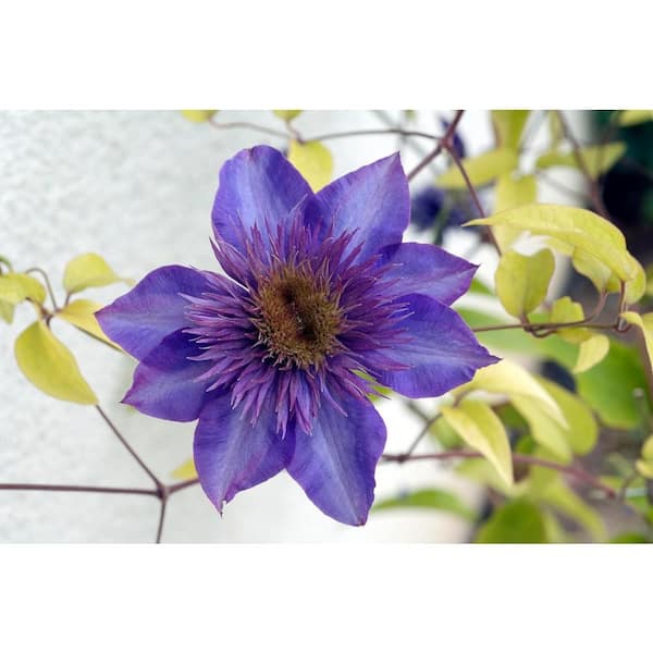 Clematis The President-3 Live Plants in 3.5 in. Growers Pots-Bold and Beautiful Starter Flowering Vine