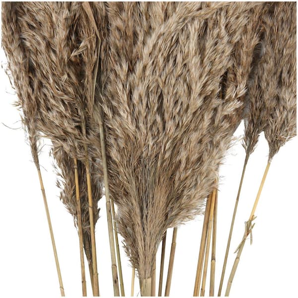 Litton Lane Pampas Natural Foliage with Long Stems (One Bundle) 043435 -  The Home Depot