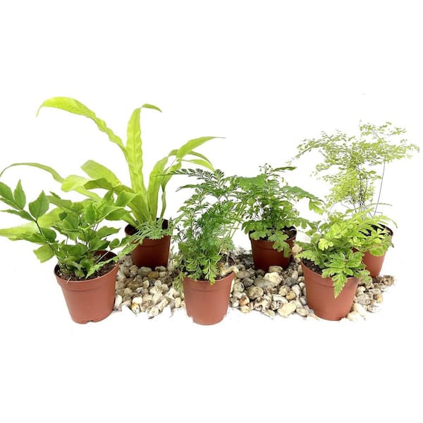 Wekiva Foliage Mini Fairy Garden-6 Live Plants in 2 Inch Pots-Ferns-Growers Choice Based On Health, Beauty and Availability