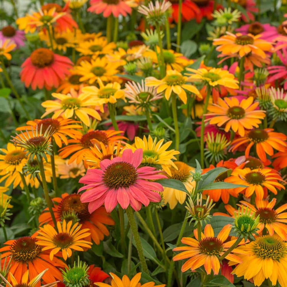 Echinacea Cheyenne Spirit Roots (Set of 5) price history on PriceWatchPro