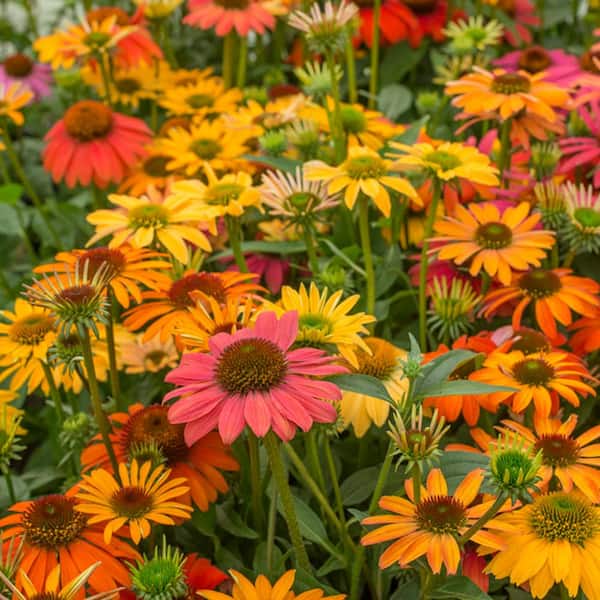 VAN ZYVERDEN Echinacea Cheyenne Spirit Roots (Set of 5)
