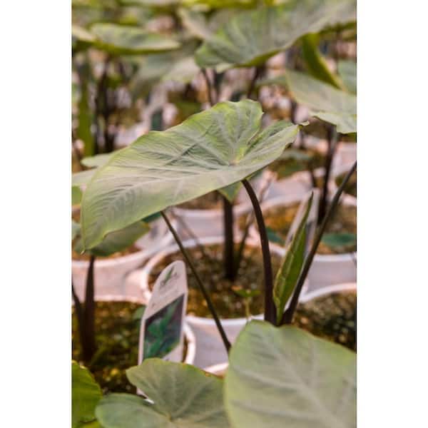 PROVEN WINNERS 1 Gal. Royale. 'Coffee Cups' Live Annual Plant, Green  Foliage (1-Pack) CLCPRW1037100 - The Home Depot