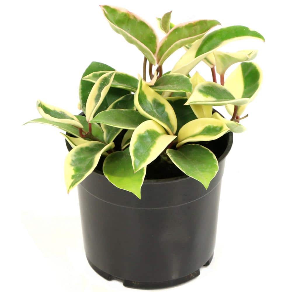 5.5'' Hoya Carnosa Krimson Queen Plant in Grower Container