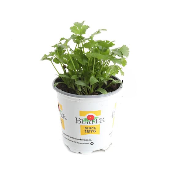 3.5 in Santo Cilantro Plant (2-Pack)