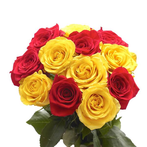 Globalrose 50 Stems of Roses 25 Yellow and 25 Red