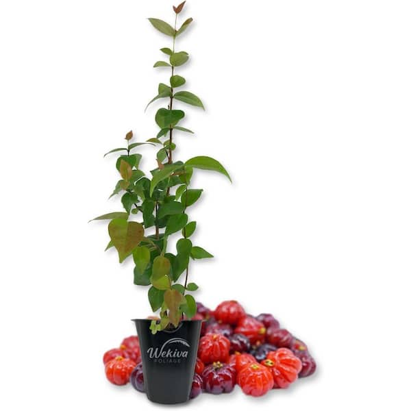 Wekiva Foliage Suriname Cherry Plant-Live Tissue Culture Starter Plant-Eugenia Uniflora-Edible Fruit Bearing Tree