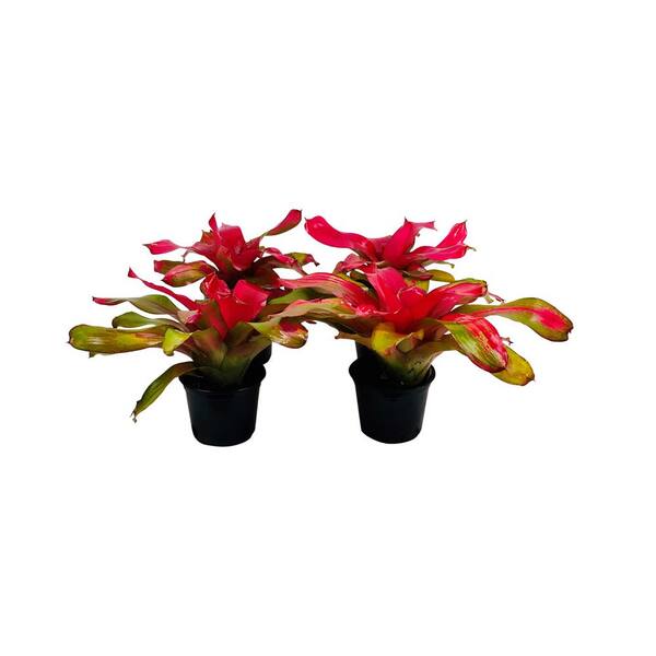 Pure Beauty Farms 2.5 Qt. Bromeliad Neoregelia Plant Donna in 6.33 In. Grower's Pot (4-Plants)