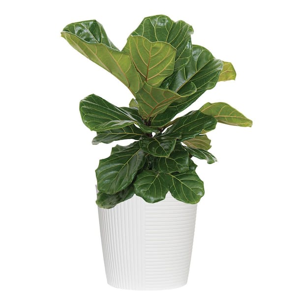 United Nursery Fiddle Leaf Fig Ficus Lyrata Live Houseplant in 9.25 inch Grower Pot