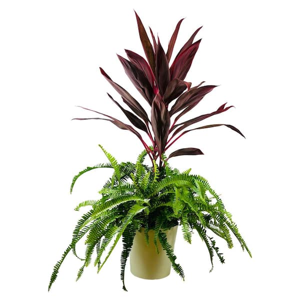 1.9 Gal.Fern Cordyline Combo Plant Plant in 9.25 In. Designer Pot