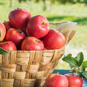 3 Gal. Pot, Baker's Delight Apple Tree Potted Fruit Bearing Starter Tree (1-Pack)