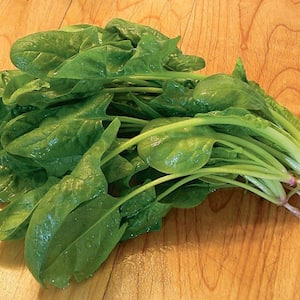 1.19 qt. Spinach Plant (6-Pack)