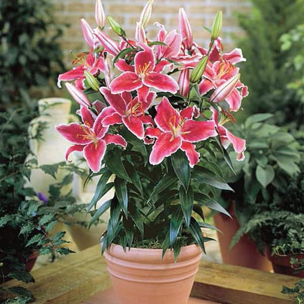 Breck's Oriental Border Lily Starlight Express Bulbs (10-Pack) 05970 - The  Home Depot