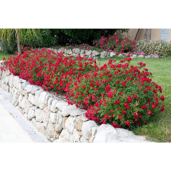 1 Gal. Red Drift Rose Bush with Red Flowers (2-Pack)