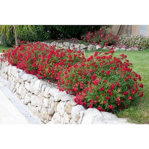 3 Gal. Red Drift Rose Bush with Red Flowers (2-Pack)