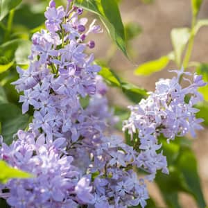 2 Qt. Bloomables Lilac New Age Lavender Syringa Shrub with Purple Flowers in Stadium Pot