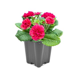 1.0 Qt. Primrose Belarina Perennial Plant with Pink Flowers 1-Pack