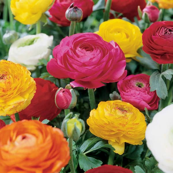 VAN ZYVERDEN Butter Cups Ranunculus Double Blooming Mixed Set of 12 Bulbs
