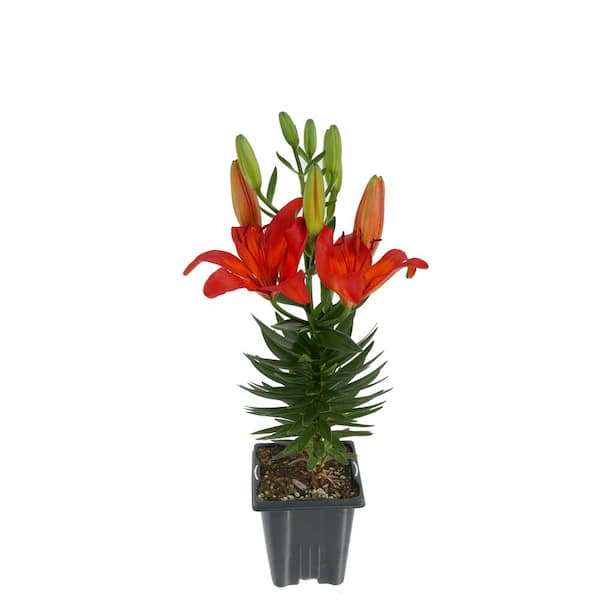 Unbranded 1.0 Qt. Perennial Asiatic Lily Orange