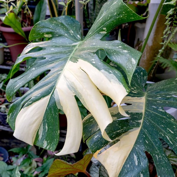 philodendron black Buy Philodendron Black Cardinal main image 0
