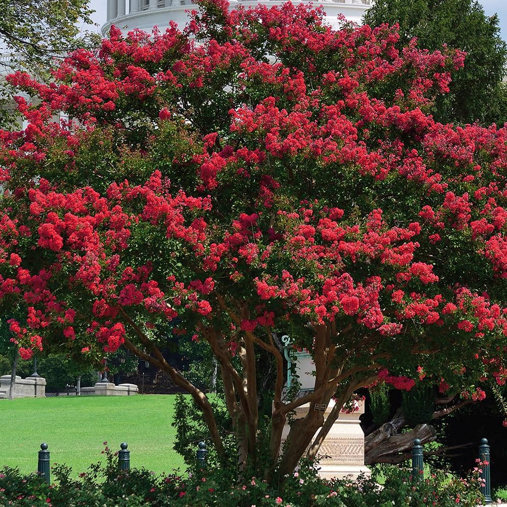 Crape Myrtle Red Root Stock (1-Set) price history on PriceWatchPro