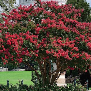 Crape Myrtle Red Root Stock (1-Set)