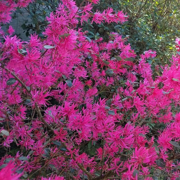 2.25 Gal. Loropetalum Daruma Flowering Shrub with Fuchsia Flowers