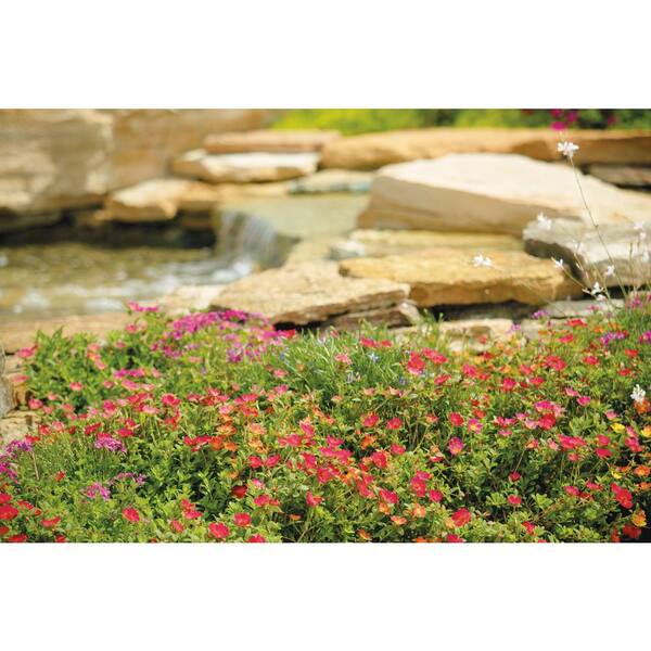 PROVEN WINNERS 4.25 in. Eco+Grande Mojave Fuchsia Moss Rose