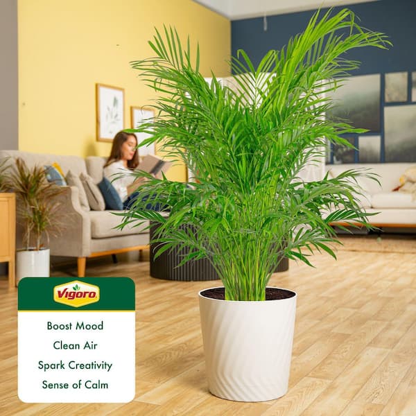 Vigoro Cateracterum Indoor Palm (Cat Palm) Plant in 12 in. Decor Pot,  Average Shipping Height 54-72 in. Tall XL-CAT-S-SAH-01