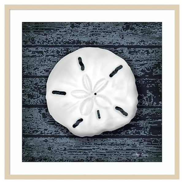 Amanti Art Seashore Shells Navy II by Marie Elaine Cusson 33 in. W x 33 in. H. Wood Framed Wall Art Print Framed in Brown