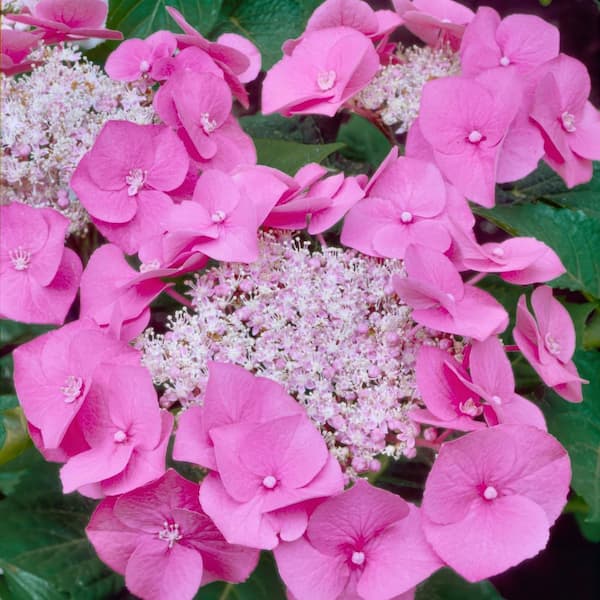 national PLANT NETWORK 4 in. Hydrangea Preziosa (3-Pack) HD3195