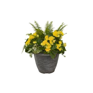 13 in. Yellow Begonia Planter