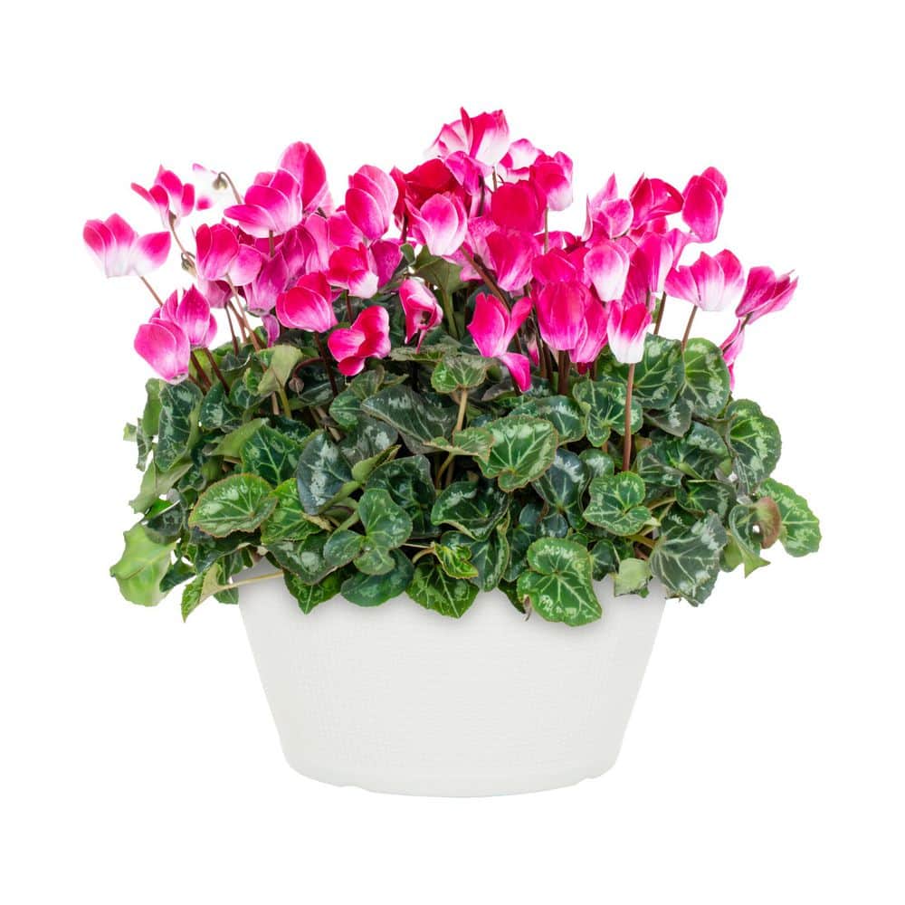 METROLINA GREENHOUSES 1 Gal. Cyclamen in Deco Table-Top Planter